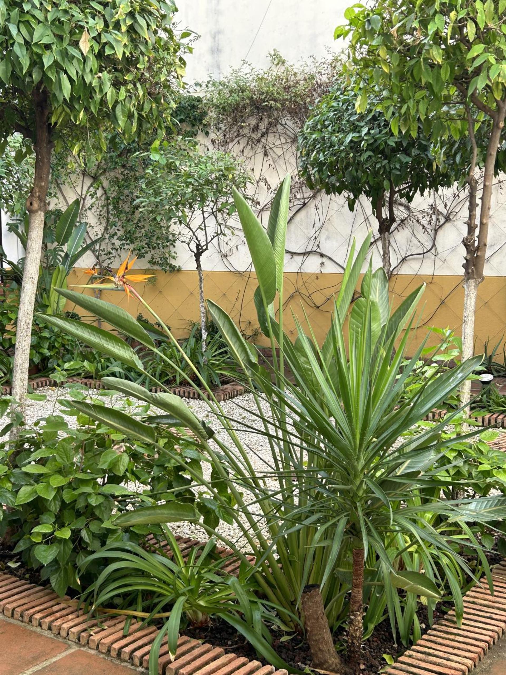 AT Alcántara