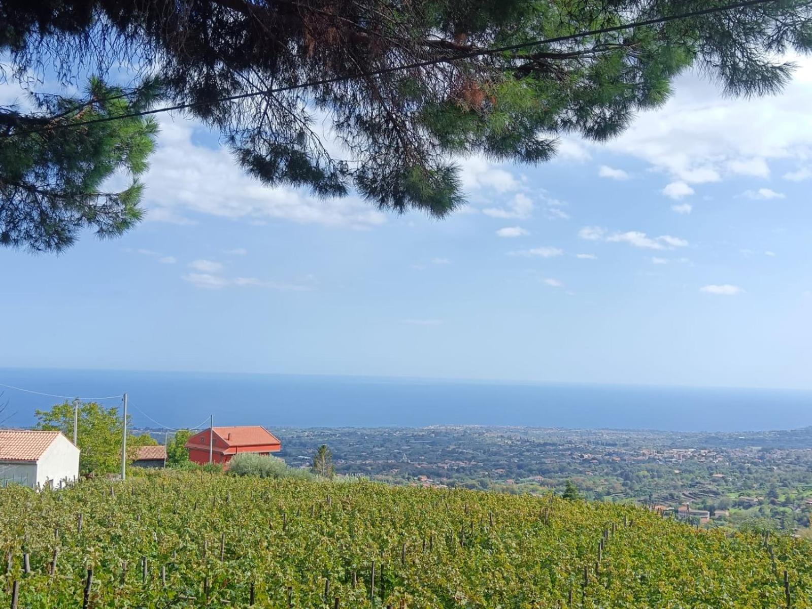 Etna Antico palmento