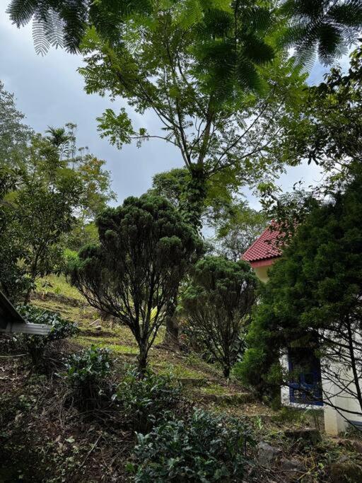Silver oaks plantation cottage