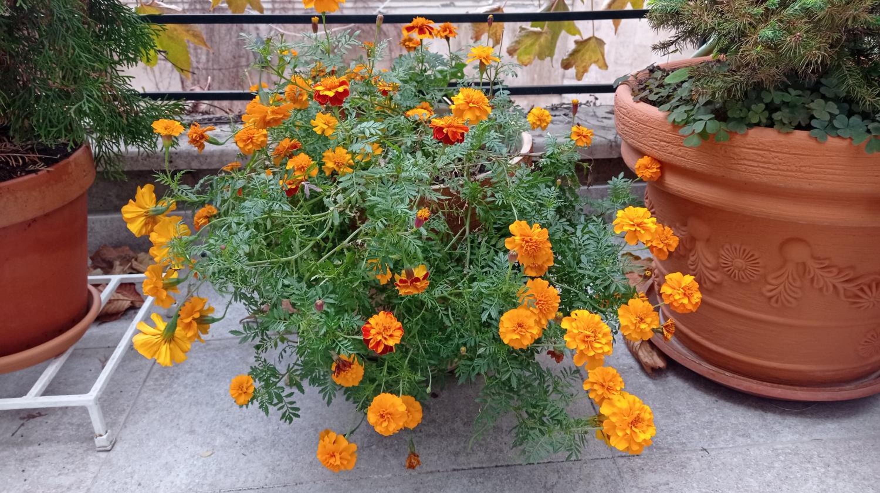 Belgrade Apartment Happy Garden