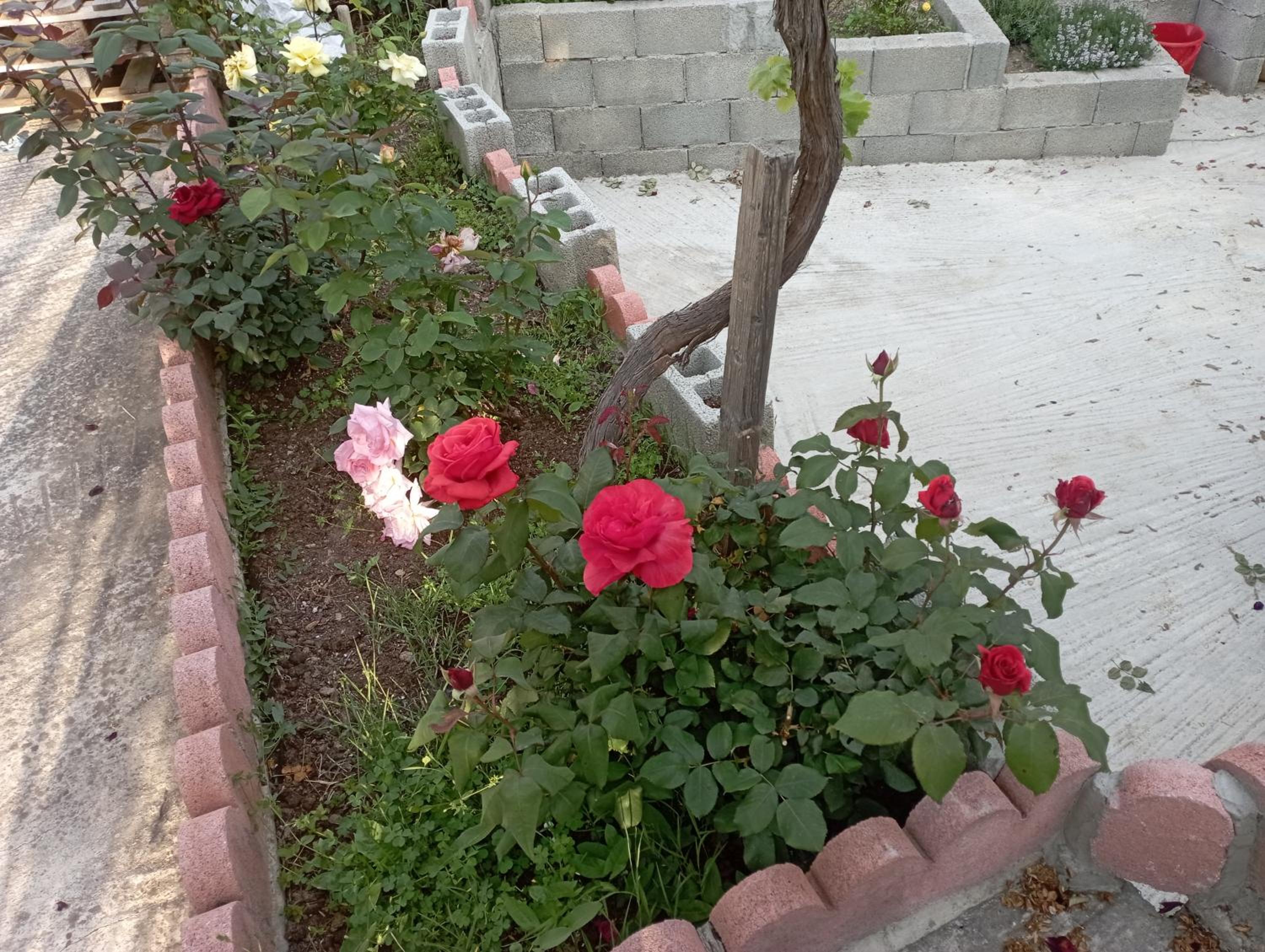 Rose Garden Cottage view 3