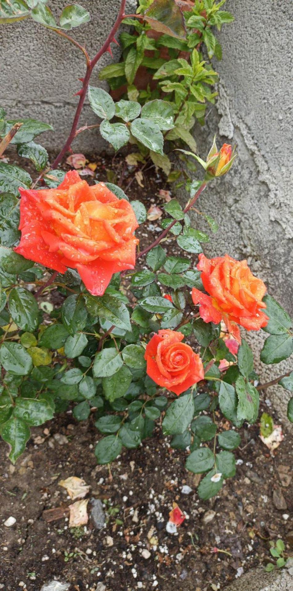 Rose Garden Cottage view 2