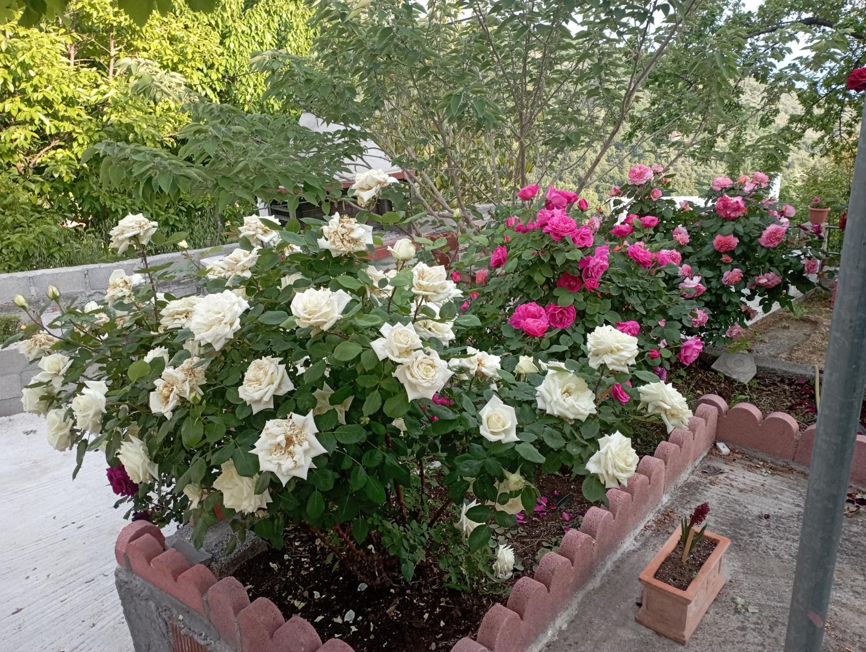 Rose Garden Cottage view 5