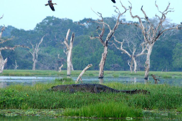 Water Bird's Resort & Yala Safari view 4