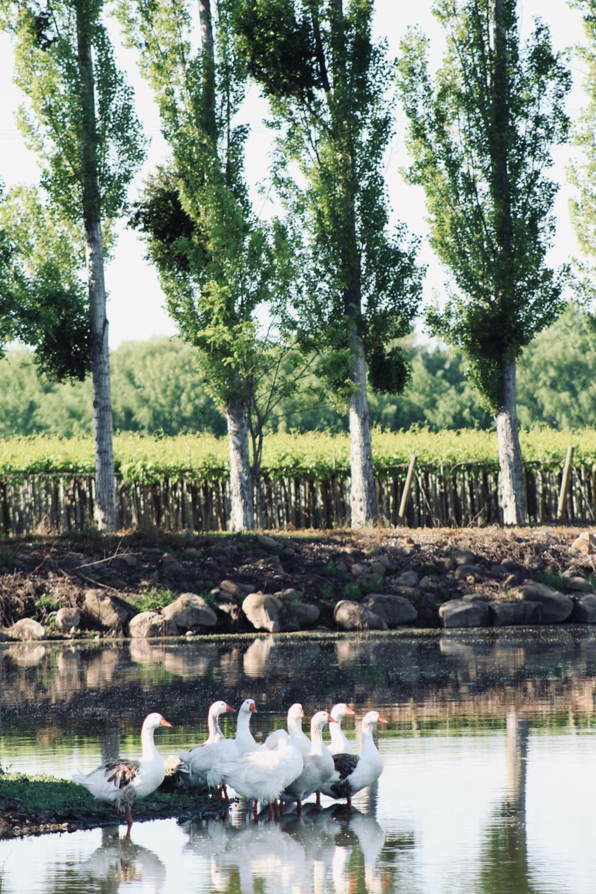 Casas Agua Viva