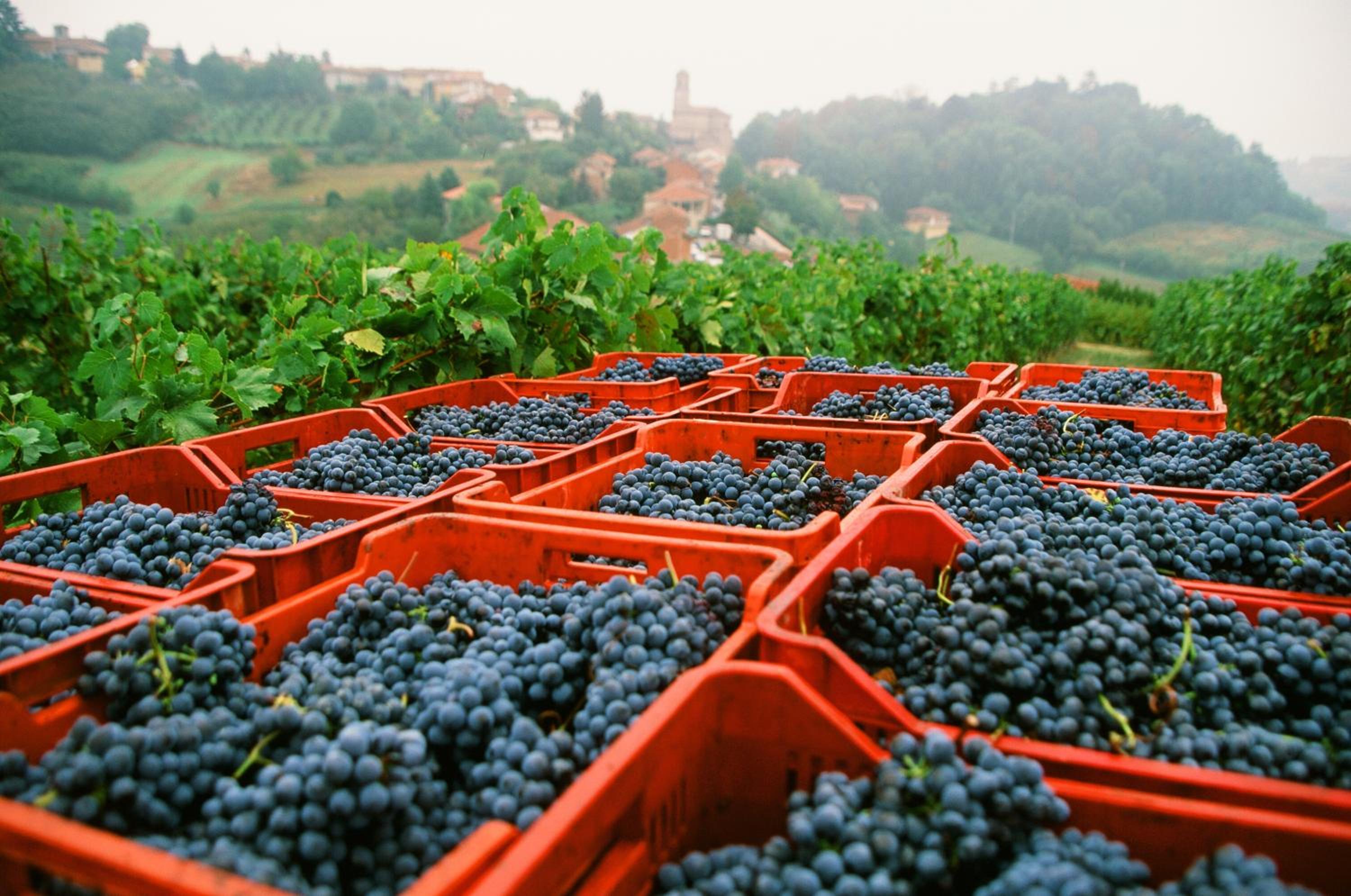 Marchesi Alfieri - Cantine e Ospitalità