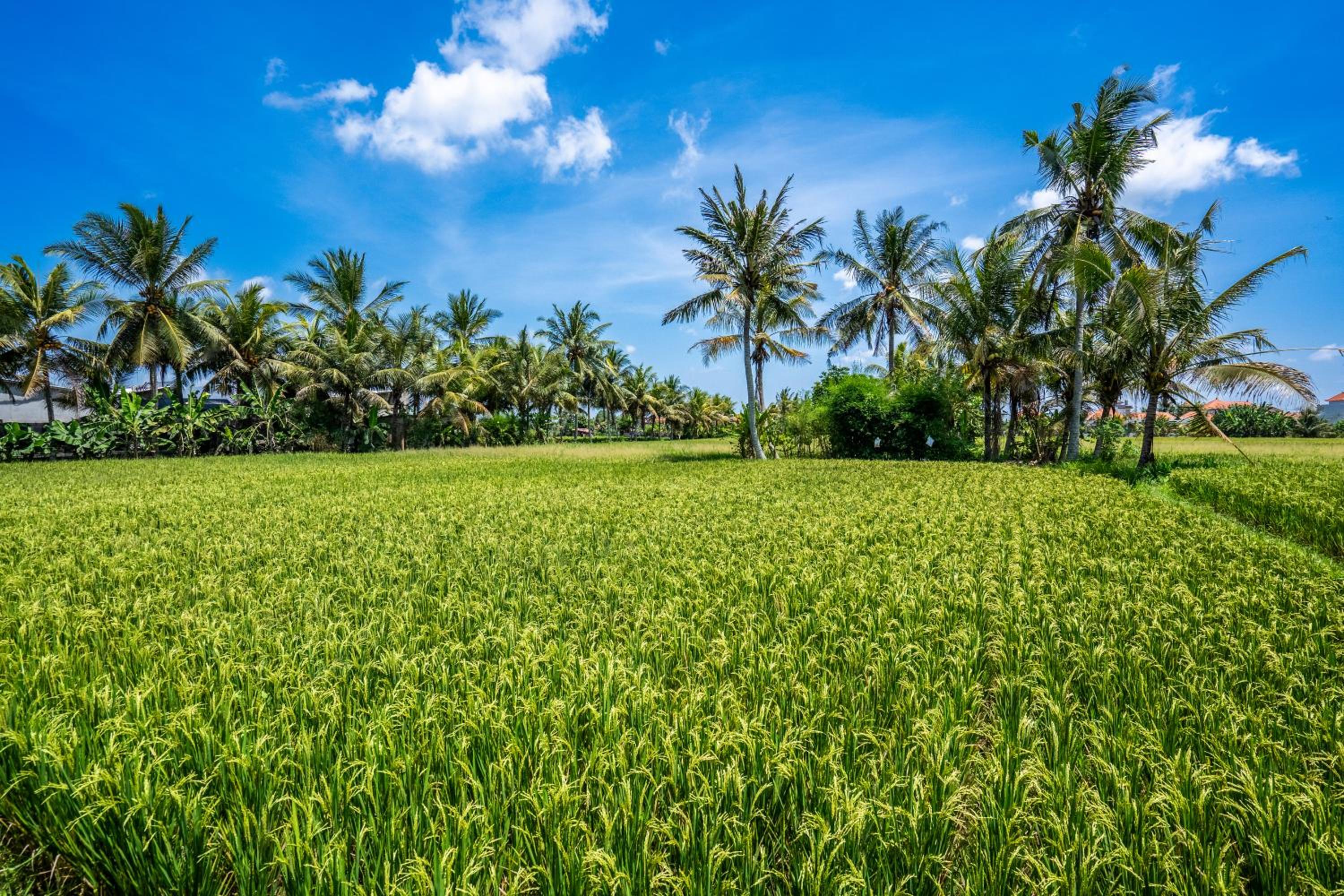 Green Flow Villas Complex Ubud