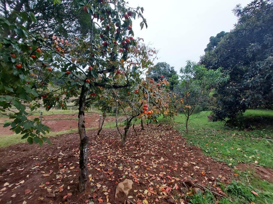 Casa tradicinal de colônia, ampla e confortável