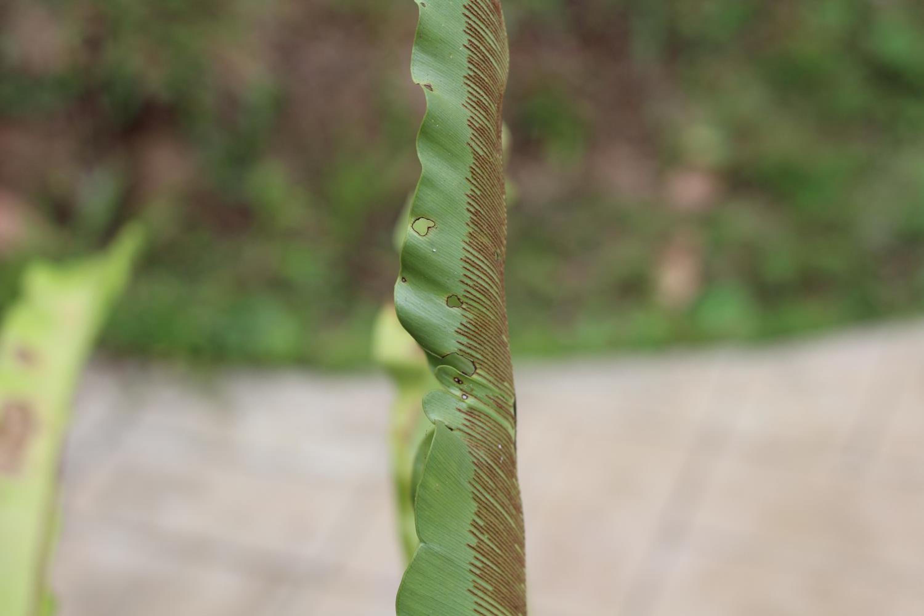 Photo 40