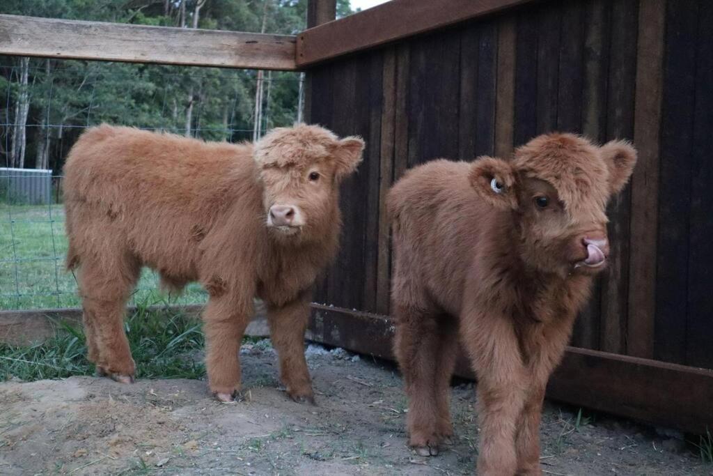 Luxury Bush Retreat with baby highland cows