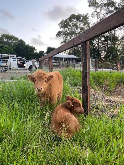 Luxury Bush Retreat with baby highland cows