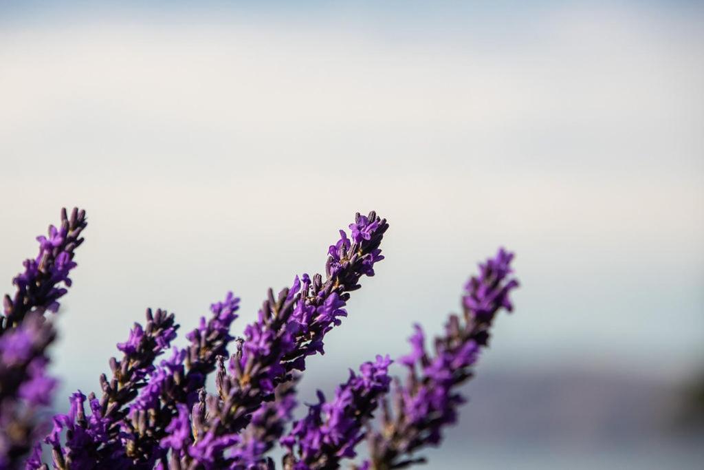 Lavender Cottage at Akaroa Lavender