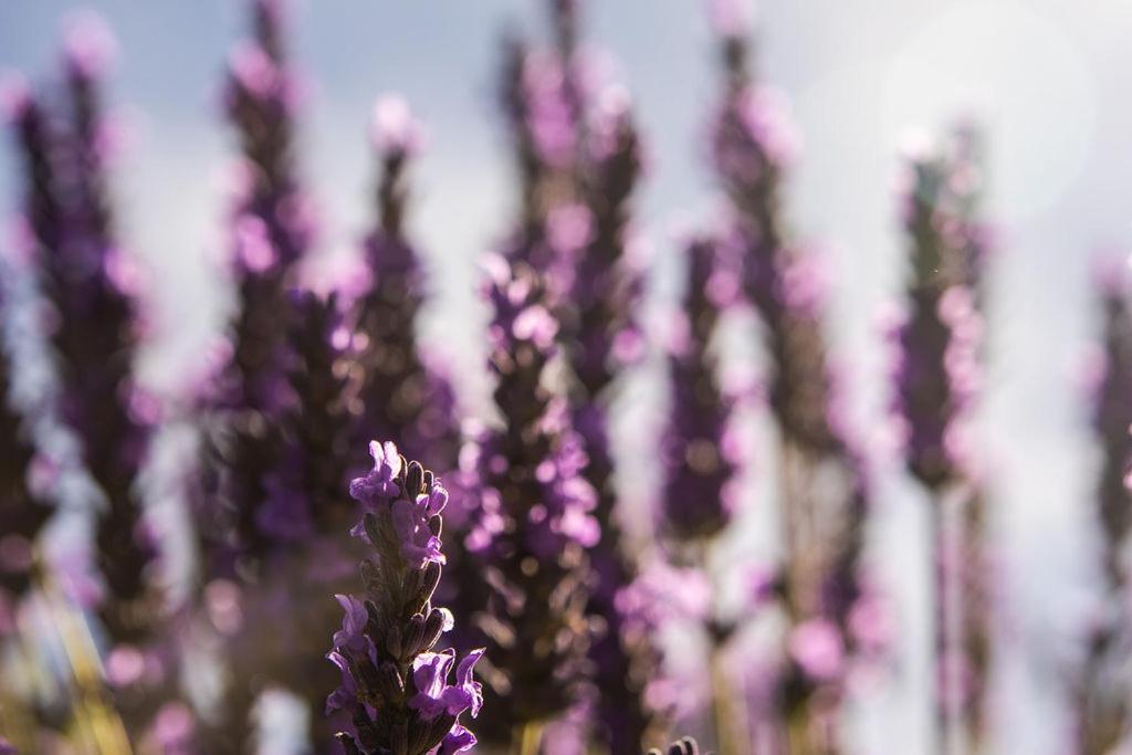 Lavender Cottage at Akaroa Lavender