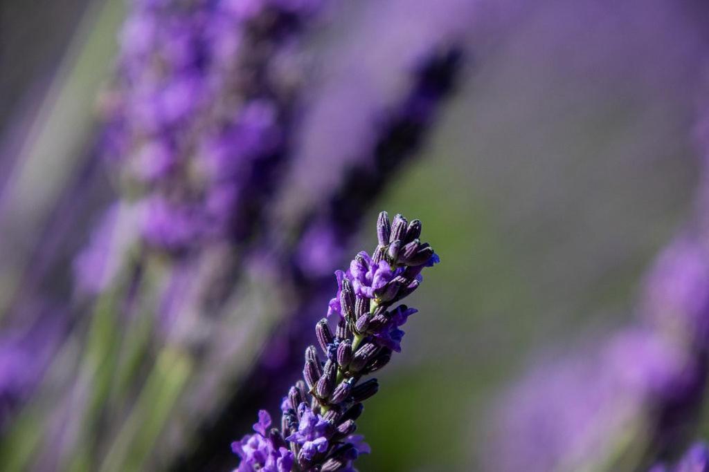 Lavender Cottage at Akaroa Lavender