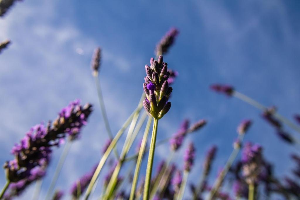 Lavender Cottage at Akaroa Lavender