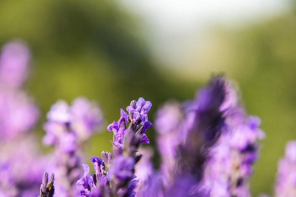 Lavender Cottage at Akaroa Lavender