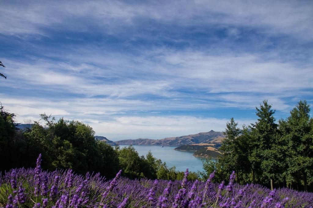 Lavender Cottage at Akaroa Lavender