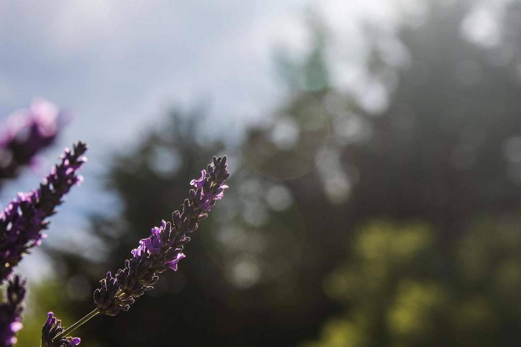 Lavender Cottage at Akaroa Lavender