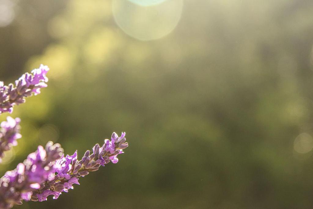 Lavender Cottage at Akaroa Lavender