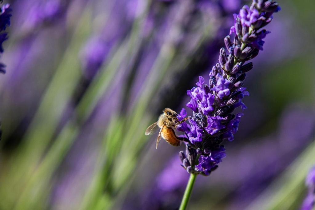 Lavender Cottage at Akaroa Lavender