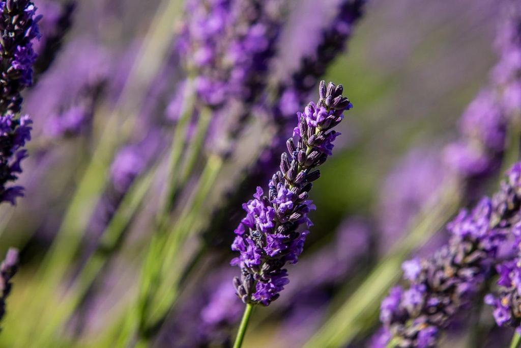Lavender Cottage at Akaroa Lavender