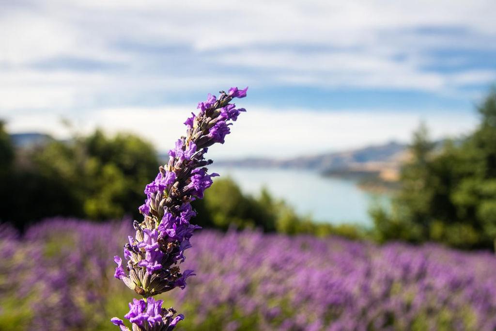 Lavender Cottage at Akaroa Lavender