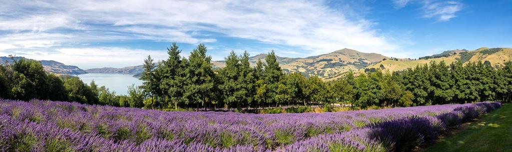 Lavender Cottage at Akaroa Lavender