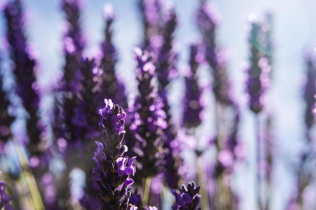 Lavender Cottage at Akaroa Lavender
