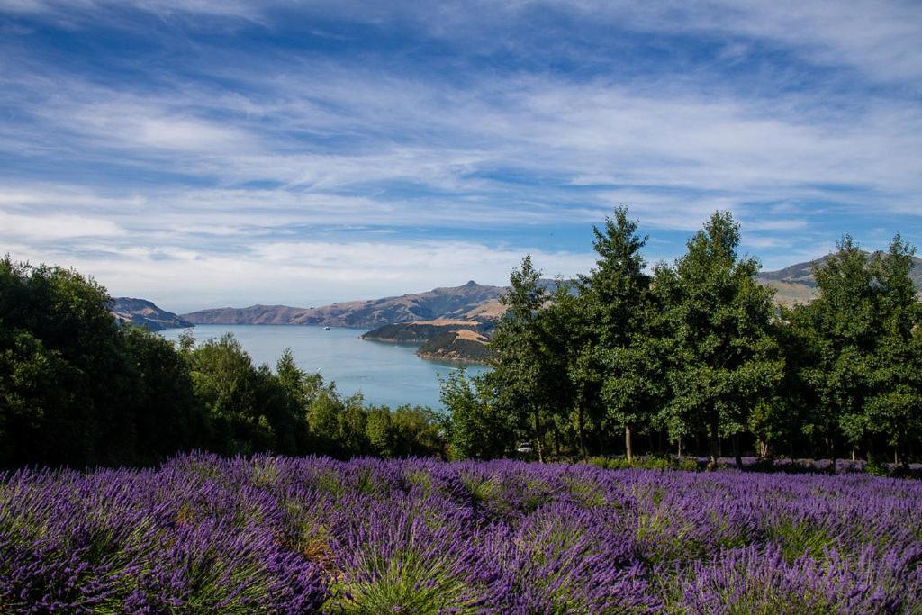 Lavender Cottage at Akaroa Lavender