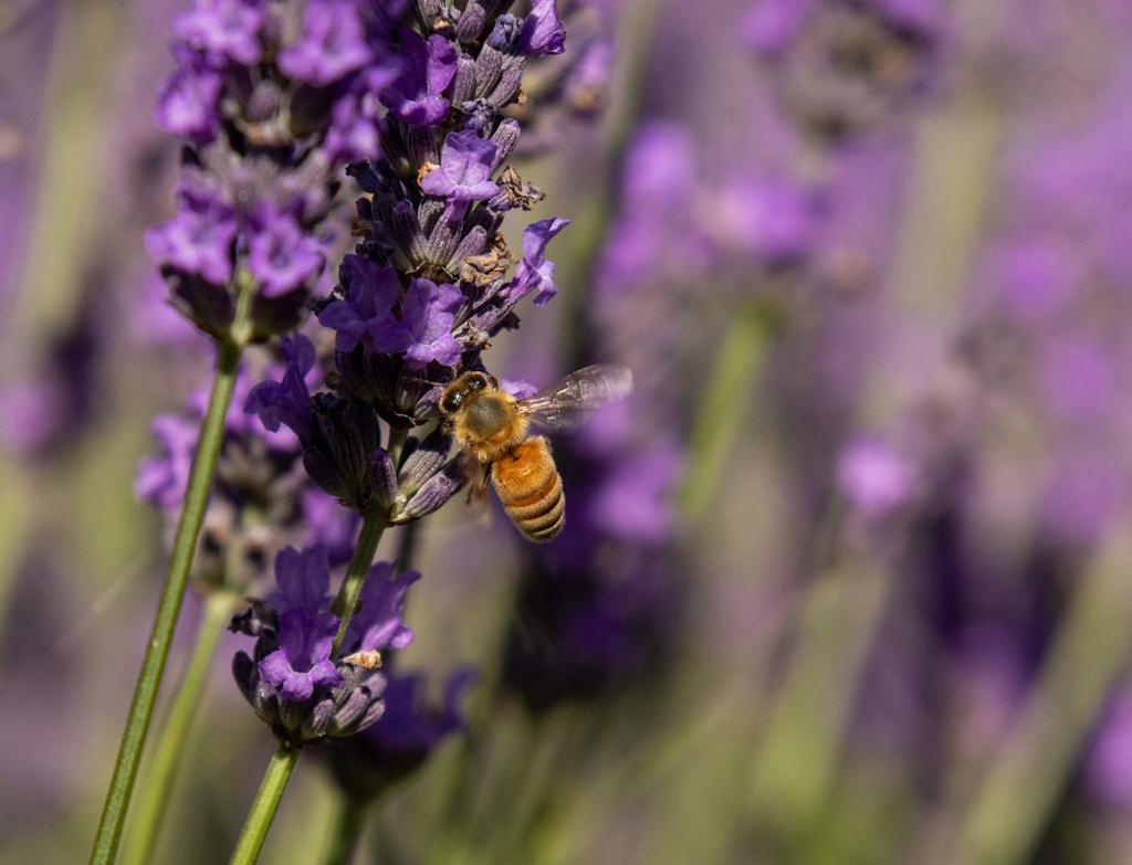Lavender Cottage at Akaroa Lavender