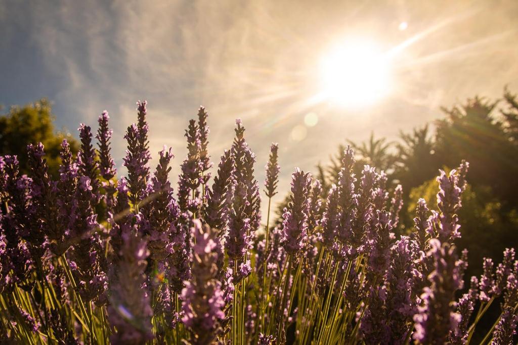 Lavender Cottage at Akaroa Lavender