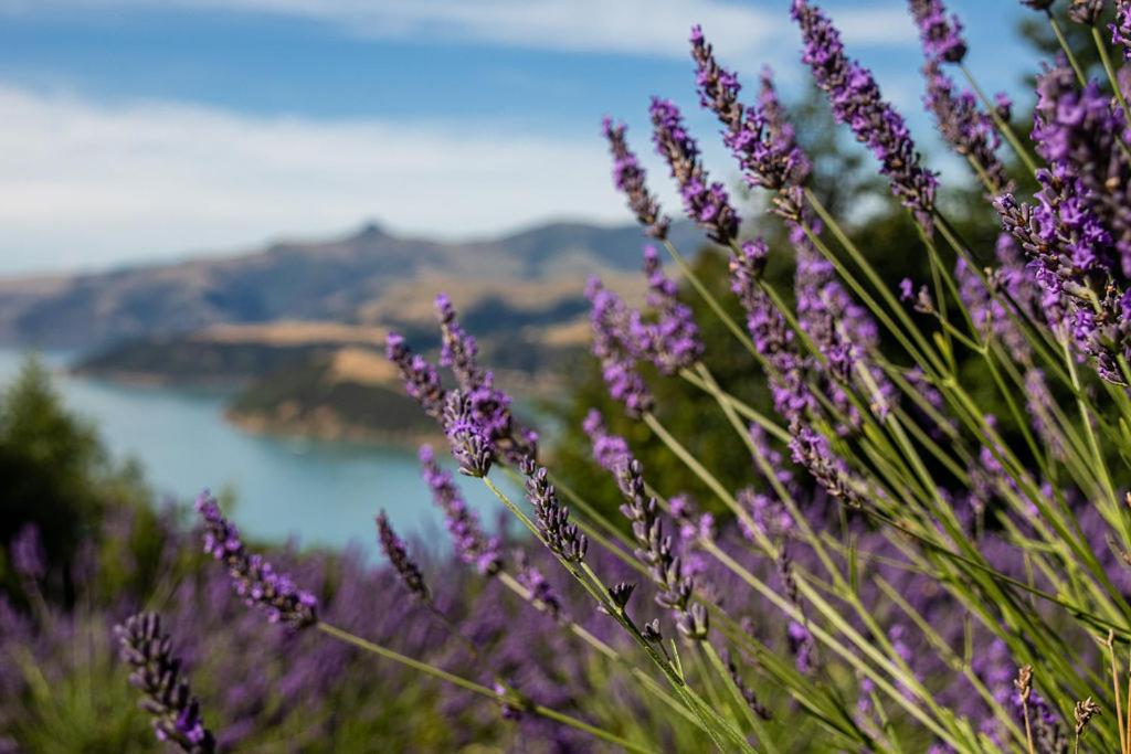 Lavender Cottage at Akaroa Lavender