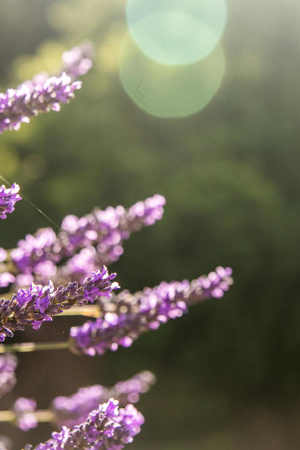 Lavender Cottage at Akaroa Lavender