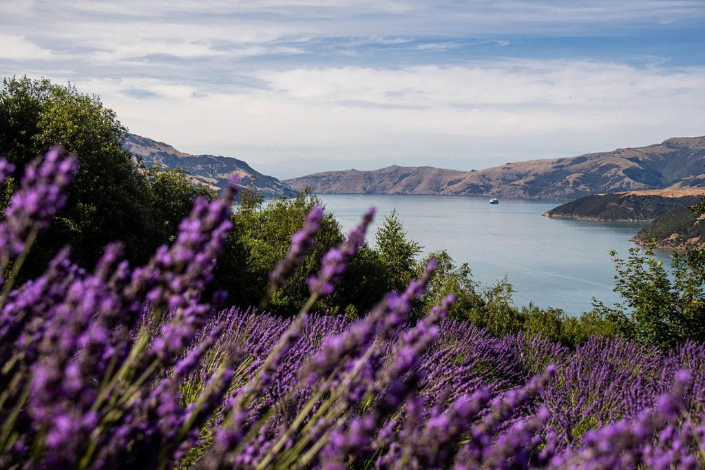 Lavender Cottage at Akaroa Lavender