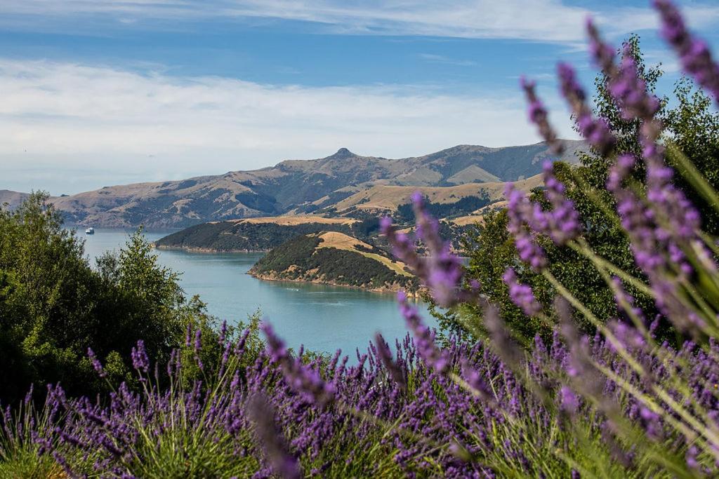 Lavender Cottage at Akaroa Lavender