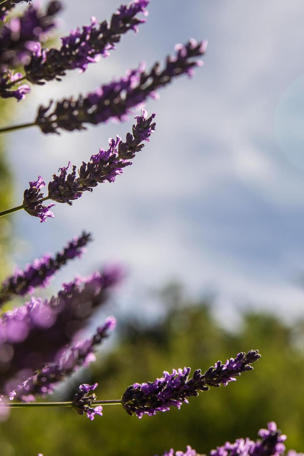 Lavender Cottage at Akaroa Lavender
