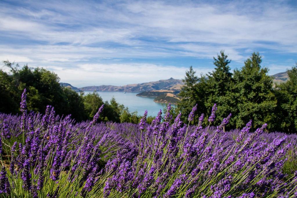 Lavender Cottage at Akaroa Lavender