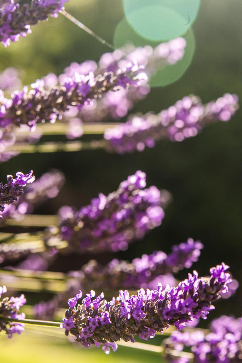 Lavender Cottage at Akaroa Lavender