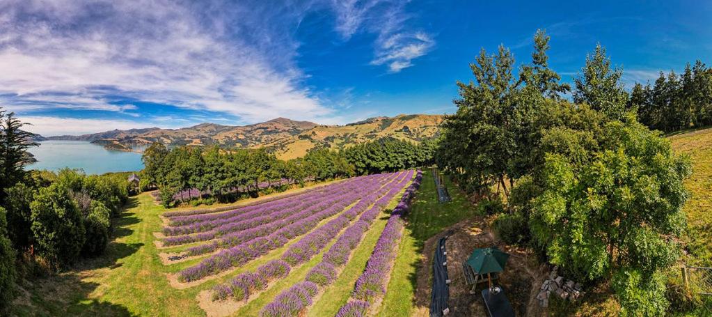 Lavender Cottage at Akaroa Lavender