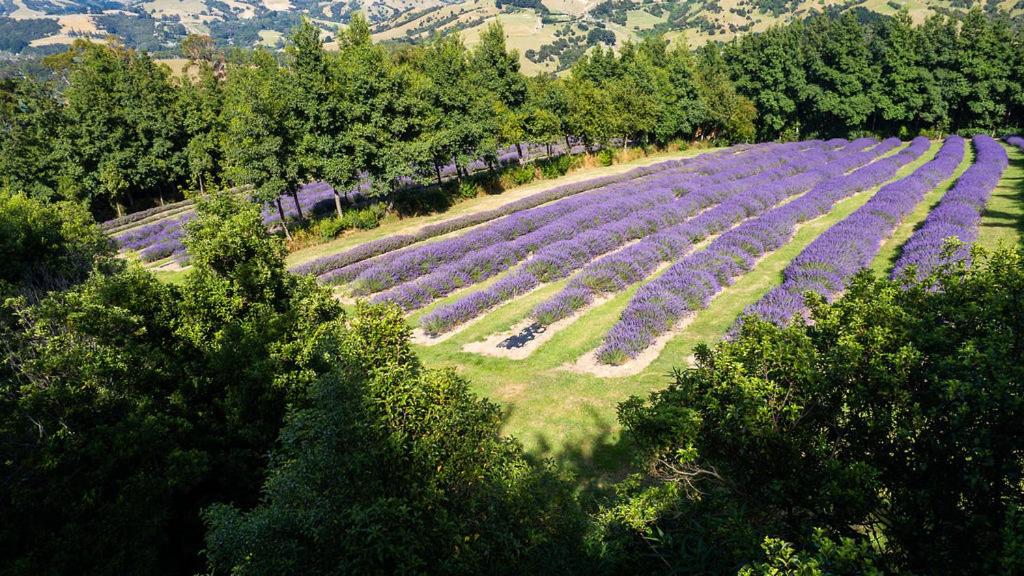 Lavender Cottage at Akaroa Lavender