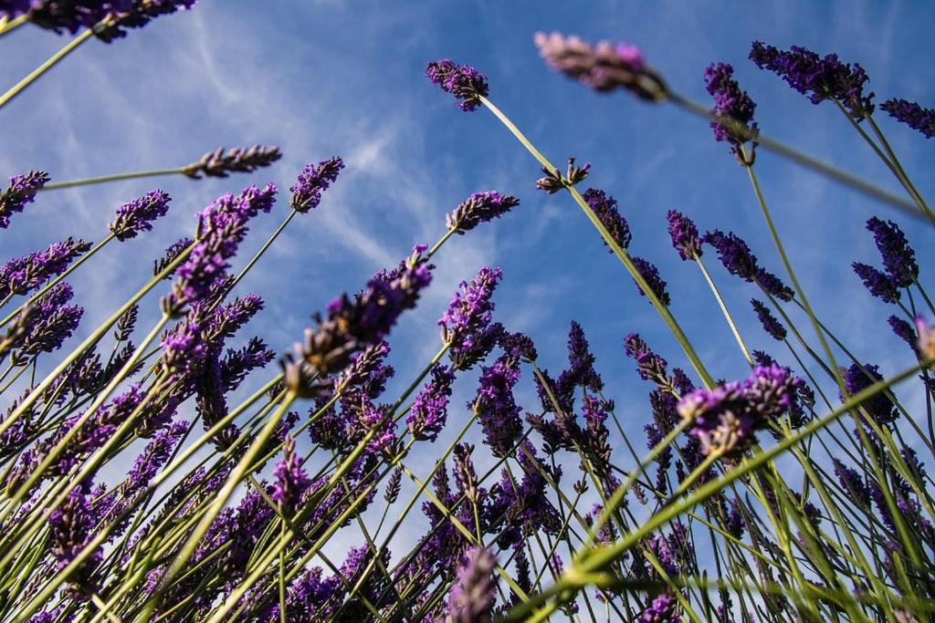 Lavender Cottage at Akaroa Lavender