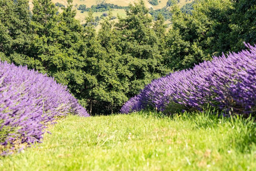 Lavender Cottage at Akaroa Lavender