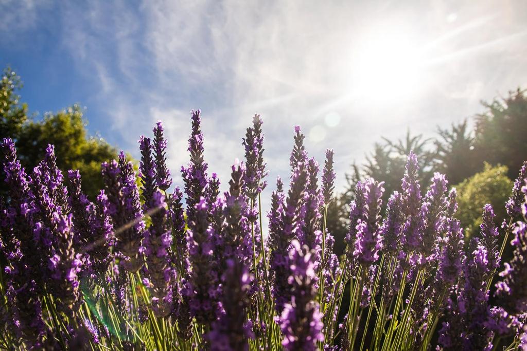 Lavender Cottage at Akaroa Lavender