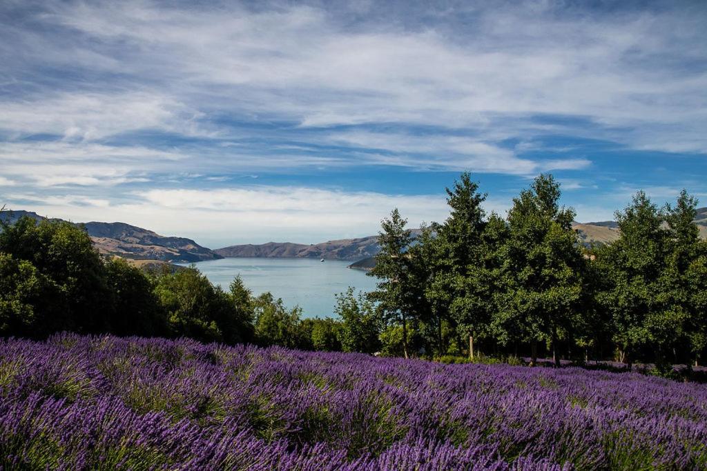 Lavender Cottage at Akaroa Lavender