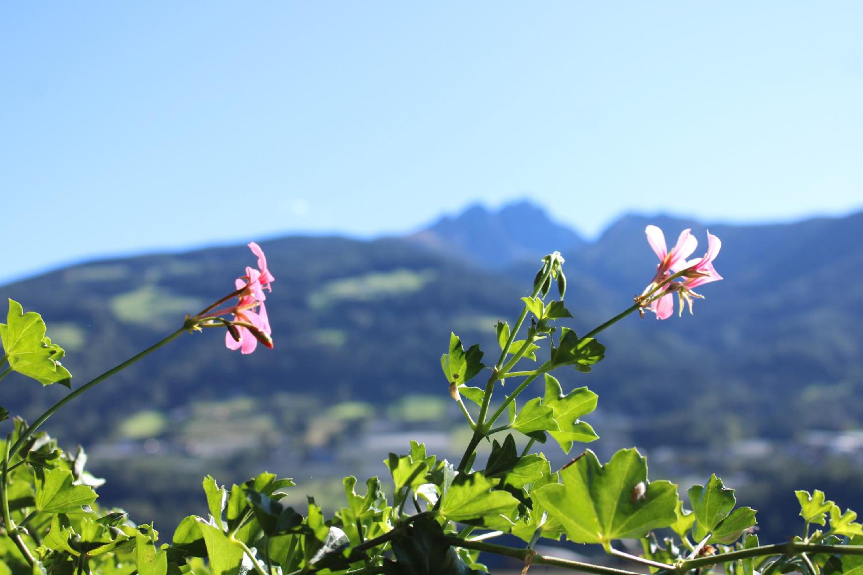 Ferienwohnungen Innerhofer