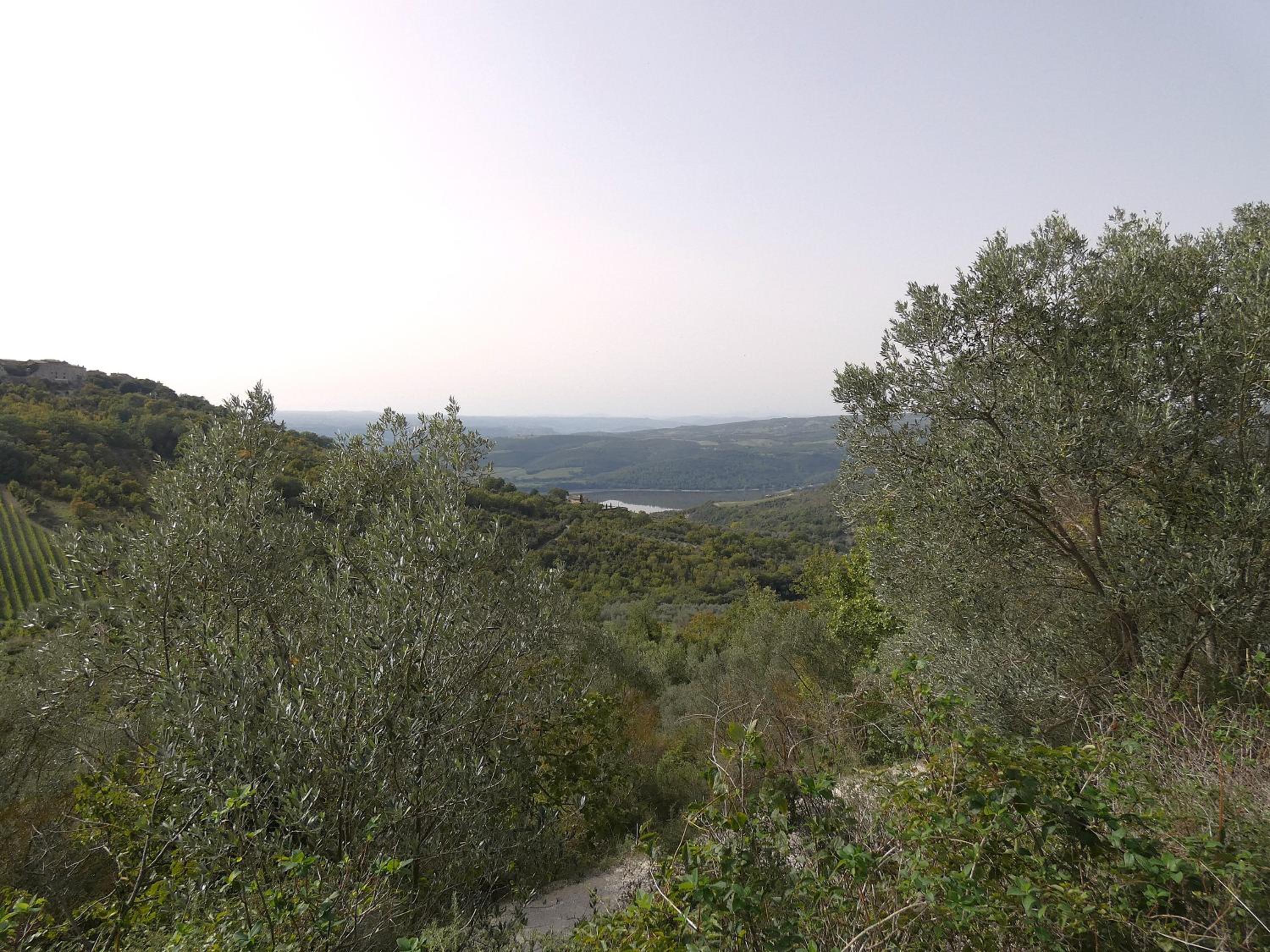 Photo 45