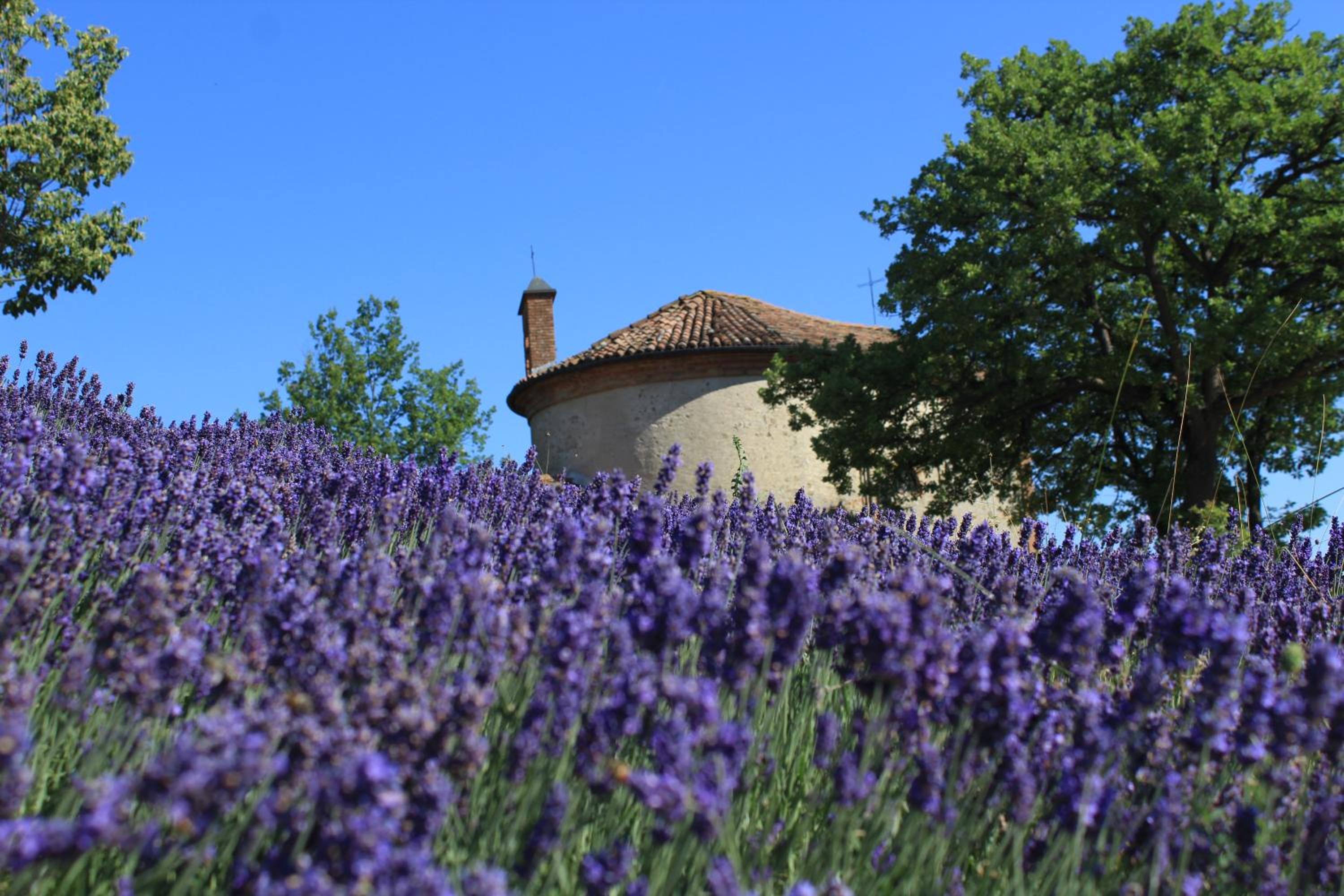 Vin dell'Olmo