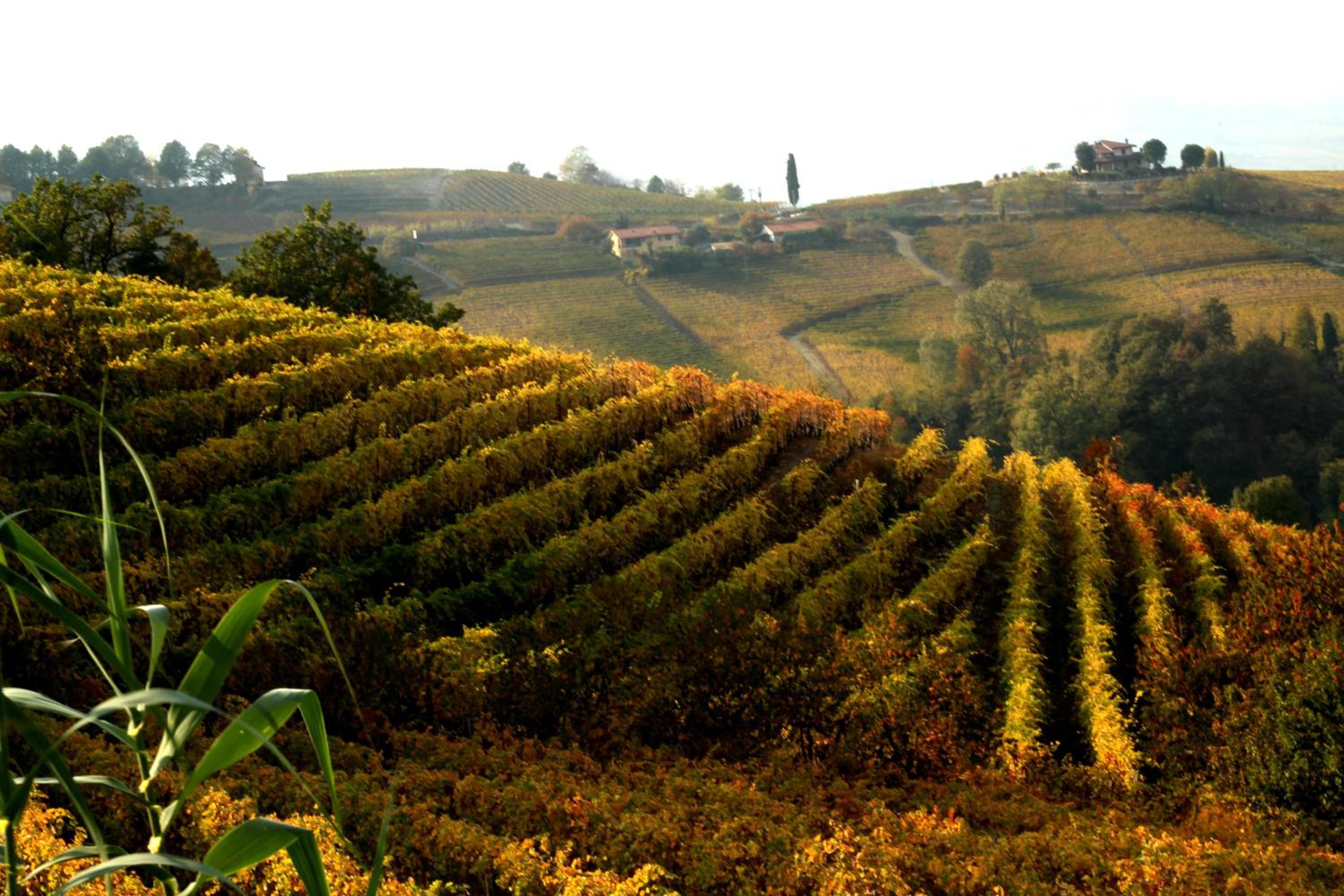 Vin dell'Olmo