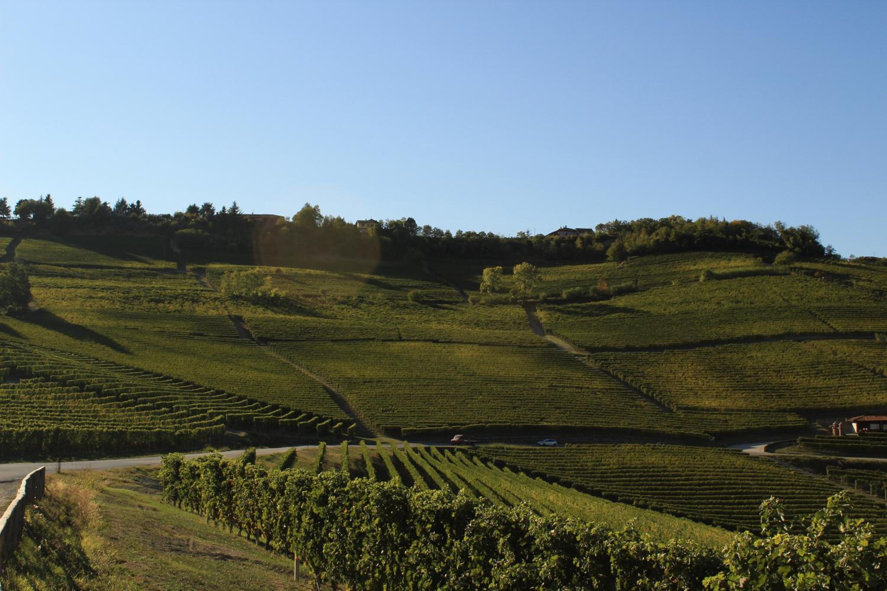 Vin dell'Olmo