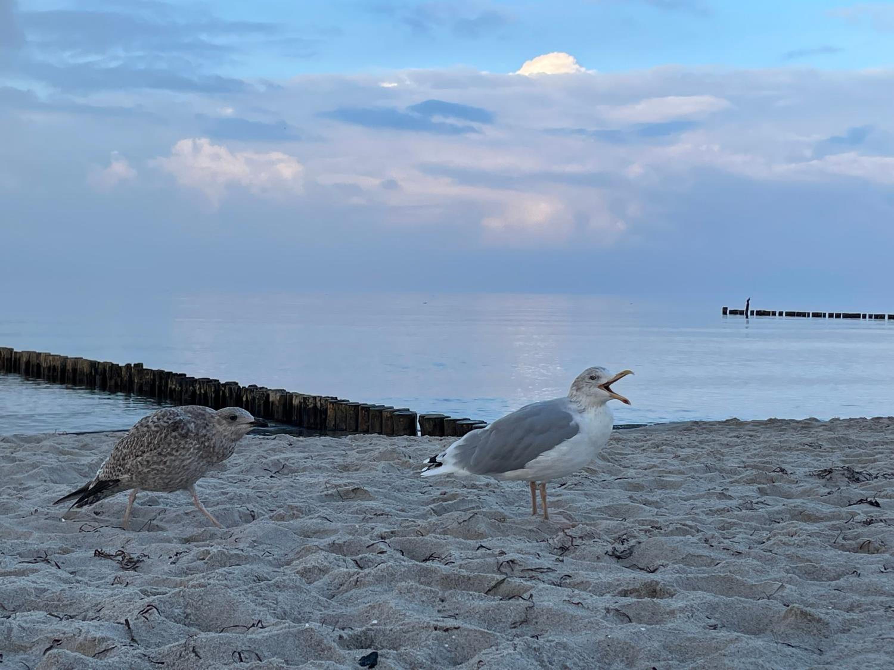 Strandwohnung direkt am Meer - Whg 31